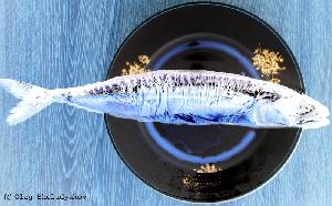 Рыба Камчатского края :: www.fishkamchatka.ru